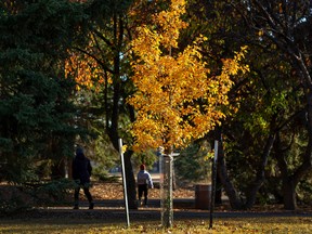 A tree along a trail in Forest Heights shines in the afternoon sun Wednesday, Oct. 26, 2022 in Edmonton.