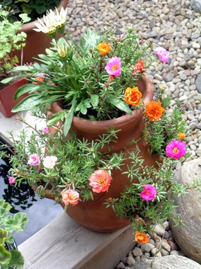 Purslane is a great variety for xeriscapes because it requires very little water and provides beautiful color throughout the growing season.