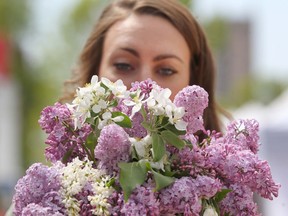 Flowers have meanings, such as lilacs which symbolize innocence according to the art of floriography.