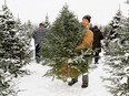Peter Kappeler hauls away a freshly cut Christmas tree for his customers at Fir Ever Green Tree Farm near Falun, AB.