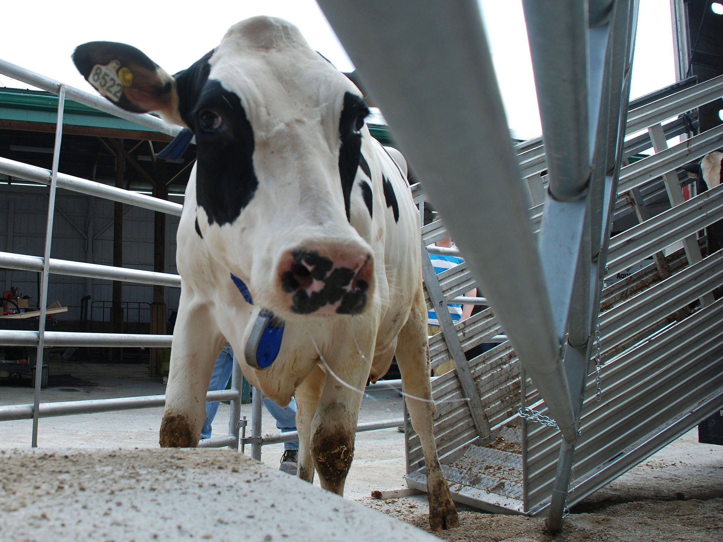 Small-town mayors and politicians say the best way to fight ' black market milk' is to bring the raw dairy trade into the open.