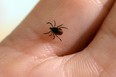 A picture of a tick, whose bite can transmit the Lyme disease.