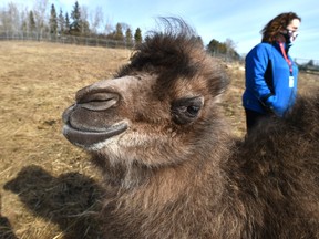 A baby Bactrian camel born March 1, 2021 at the Edmonton Valley Zoo. Ed Kaiser/Postmedia, file