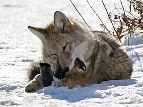 A wild coyote chews on some plastic pipes on the frozen pond at Hawrelak Park in Edmonton on Sunday, November 13, 2022.