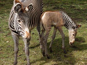 A baby zebra is seen with her mother Zari at the Edmonton Valley Zoo in Edmonton on Sept. 9, 2015.