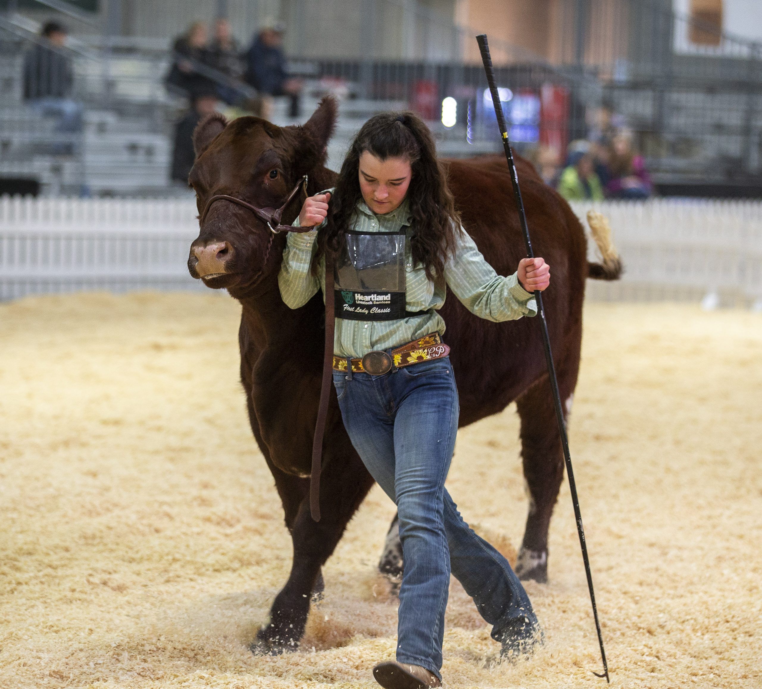 Farmfair International herds cattle buyers and producers back to Edmonton