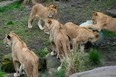 Five lion cubs, two males and three females, were born a year ago, the first for 18 years at the aronga Zoo in Sydney, Australia. Rick Rycroft) / AP