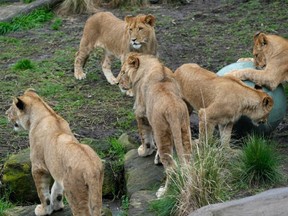 Five lion cubs, two males and three females, were born a year ago, the first for 18 years at the aronga Zoo in Sydney, Australia. Rick Rycroft) / AP