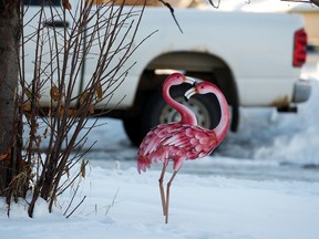 A flamingo lawn decoration can be seen in the front yard of an Edmonton home on Monday, November 14, 2022.