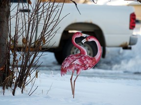 Flamingo lawn decorations are seen in the front yard of an Edmonton home, Monday, Nov. 14, 2022.