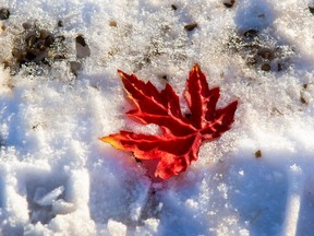 A cloth maple leaf freezes in the snow on a downtown trail near the Saskatchewan River north of Edmonton Monday, November 14, 2022.