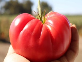 All- America Selections’ 2022 tomato winner ‘Pink Delicious’.