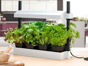 Growing herbs indoors is possible with artificial grow lights such as this Sunblaster set up.