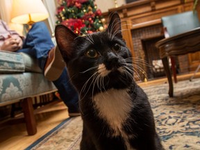 Even when he's out of office, Hansard the cat links the Albertans to the legislature Hansard is a rescue cat given to the House Speaker and named after the official legislative record.