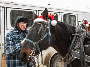 Dave Rookes with Dead End Bar Farms prepares horse for sleigh rides during the Winter Wonderland festival in Edmonton, Alberta, December 4, 2022.