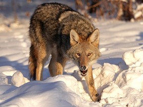 A feral coyote growls menacingly at a photographer at Hawrelak Park in Edmonton on Tuesday, December 20, 2022.
