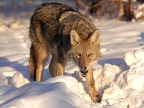 Weather in Edmonton: extreme cold warning remains in effect, wind chill -45 A feral coyote growls menacingly at a photographer at Hawrelak Park in Edmonton on Tuesday, December 20, 2022.