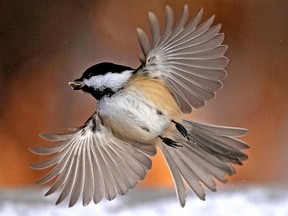 A black-capped chickadee takes flight with a sunflower seed between its beak at Hawrelak Park in Edmonton.