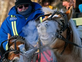 Two horses breathe heavily in the cold as temperatures dipped to -20C degrees with wind chill values of -30C degrees in downtown Edmonton's Little Italy district, where a winter celebration was held Sunday December 11, 2022 that included sleigh rides, marshmallow roasting and ice carving.