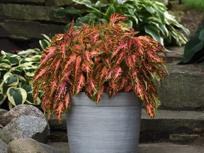 Coleus Premium Sun Coral Candy is one of the 2023 All-America Selections winners.