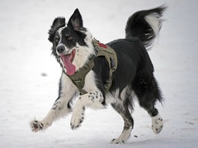 A border collie frolics in the snow at Terwillegar Dog Park in Edmonton on Monday, January 16, 2023, when temperatures climbed to -5C degrees.