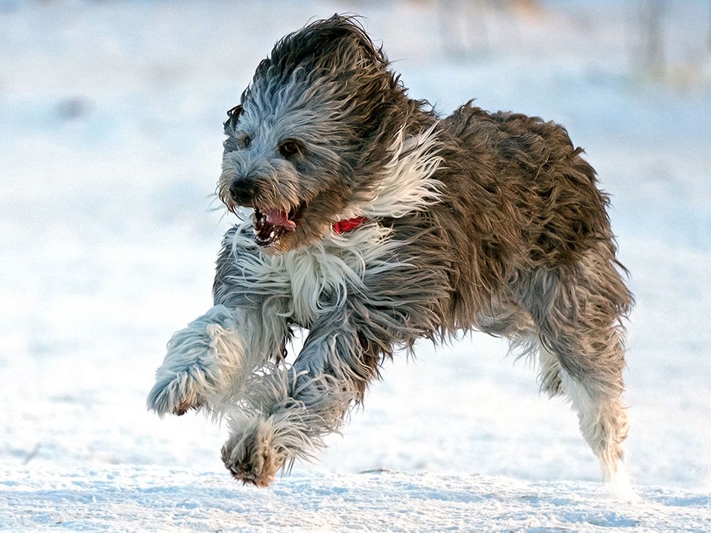 Edmonton weather A chance of flurries in our furry forecast Edmonton