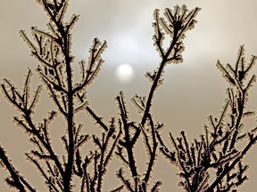 The sun is obscured by heavy fog behind hoar frost-laden tree branches in Edmonton on Tuesday, January 17, 2023, when a fog advisory was issued for the Edmonton region.