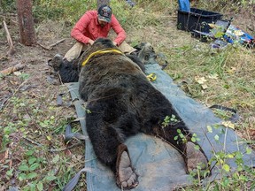 Wildlife scientist Clayton Lamb places a GPS tracking collar on a grizzly in British Columbia's Elk Valley on Sept. 14, 2022. CREDIT: Laura Smit.