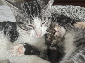 Kate, left, and Tully were rescued after being abandoned in an Edmonton bus shelter in -25 C weather.