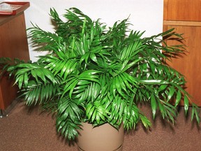 To avoid brown tips on your indoor palm, ensure soil doesn't dry out completely.