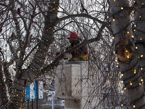 City of Edmonton forestry worker, Sai replaces lights in trees in Ezio Faraone Park on Thursday, Jan. 12, 2023.