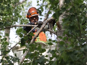 Professionals are the ones to handle pruning of tall trees, such as columnar poplars.