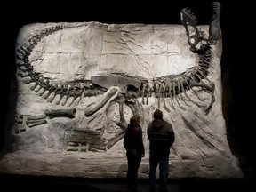 A fossilized Tyrannosaurus rex nicknamed Black Beauty was one of 25 specimens put on display to celebrate the 25th anniversary of the Royal Tyrrell Museum in Alberta.