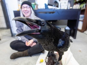 Elsa Rasmussen watches Corby the raven at WILDNorth on Dec. 22, 2022.