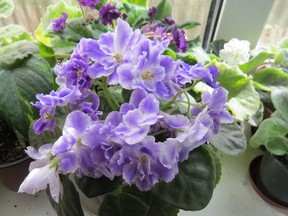 African violets can be split if the pot is getting overcrowded.