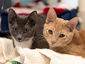 Abandoned kittens Pixie, left, and Christofur were found in a ditch northwest of Edmonton, Alberta SPCA and the Edmonton Humane Society said. The cats will be up for adoption on the Edmonton Human Society website on Wednesday.