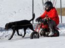 Seseorang menggunakan sepeda motor mini untuk membawa anjingnya berlari melalui Rundle Park di Edmonton, Kamis, 16 Februari 2023.