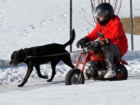 A person uses a mini motorcycle to take their dog for a run through Rundle Park in Edmonton, Thursday, Feb. 16, 2023.