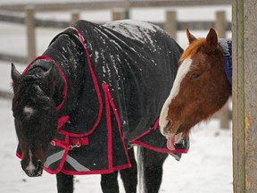These two horses at Whitemud Equine Centre didn't seem too happy with the return of winter conditions to the Edmonton region on Wednesday, February 1, 2023. Snow flurries and wind chill values of -27C degrees also created dangerous driving conditions for motorists.