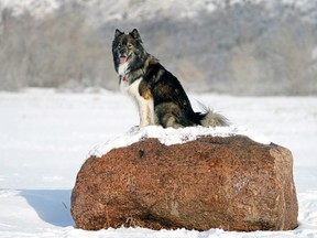 An Australian Husky Shepherd named Henry waits patiently on a snow covered rock for his human Andree Castilloux at Terwillegar Park in Edmonton, on February 8, 2023. An overnight snowfall was a reminder that winter is not over yet but above 0C degree temperatures are expected for the rest of the week in the Edmonton region.