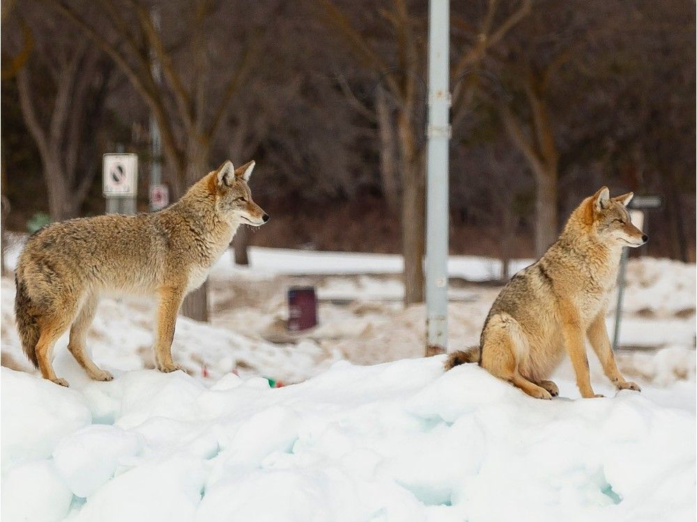 Edmonton weather Chillyish Wednesday, warm and windy Thursday