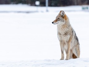 Seorang coyote mengawasi para pekerja menyiapkan instalasi patung api untuk luka bakar pada Sabtu, 18 Februari 2023 di Taman Hawrelak di Edmonton.  Sejak 2009, Silver Skate Festival telah menyelenggarakan instalasi patung api.  Tontonan cahaya yang memukau ini berfungsi sebagai akhir cerita Silver Skate Folk Trail.  Greg Southam/Postmedia