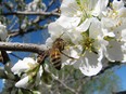 The pollinator and the plum tree.

Good season for plums and their pollination experts.

It's been a fabulous year for fruit trees and plums are no exception. With story for thursday's at home section. Konrad Ilg will be sending photos of fruit trees in Alberta.  19A is Green Gage [Reineclaude] Plum, 8925 is Supreme Plum and 6913 is prune.   Supplied