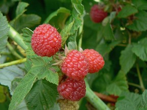 The best time to split and relocate raspberry canes is early spring.