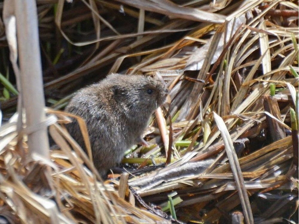 How to Kill Voles: 3 Effective Methods