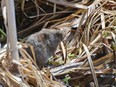 Voles are a garden pest that can kill a tree by stripping away all the bark at its based .