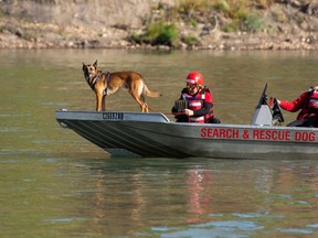 Yoyo, one of the Search & Rescue Dog Association of Alberta's dogs, was part of a team of searchers during the annual river sweep of the North Saskatchewan River conducted by police, firefighters, peace officers and volunteers in Edmonton, on Wednesday, Sept. 8, 2021.
