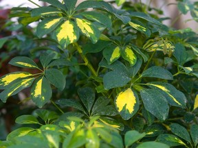 Needing little more than filtered light and regular watering, Schefflera is a relatively easy indoor plant to grow.