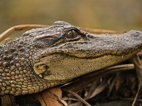 An alligator trapper called in to assist the officers was impressed by their work.