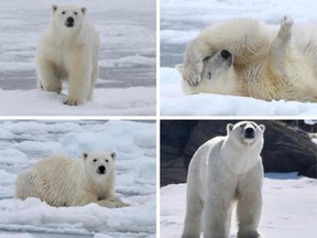 Photos of the polar bear posted by Audrey Hudson on Twitter.